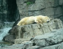 Central Park Zoo 2